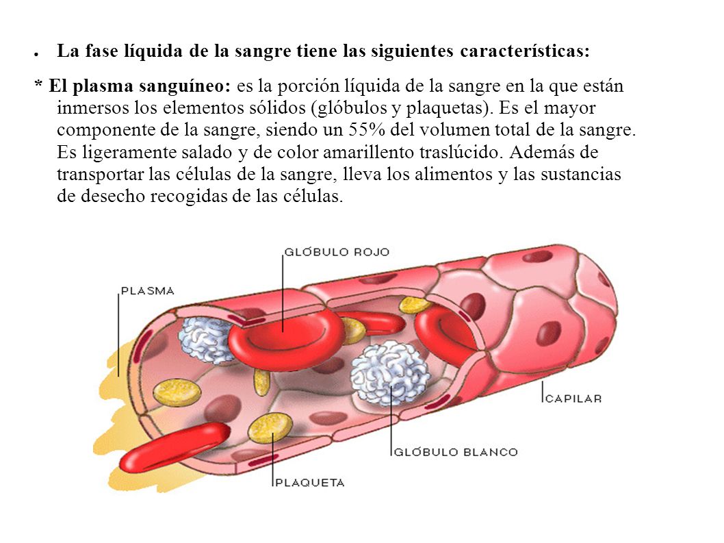 La fase líquida de la sangre tiene las siguientes características: