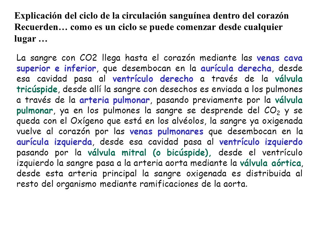 Explicación del ciclo de la circulación sanguínea dentro del corazón