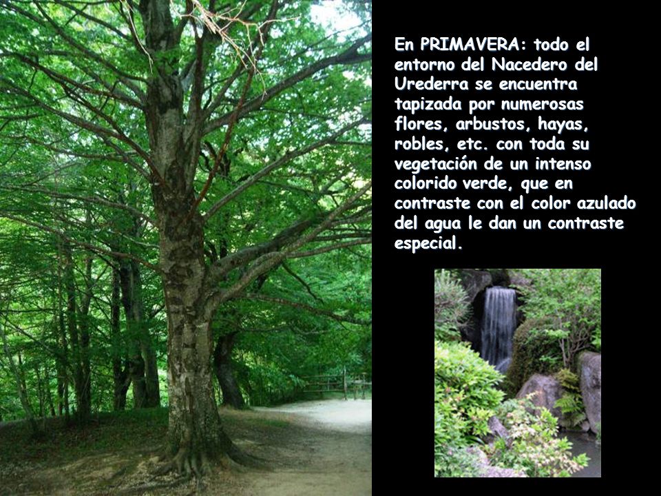 En PRIMAVERA: todo el entorno del Nacedero del Urederra se encuentra tapizada por numerosas flores, arbustos, hayas, robles, etc.