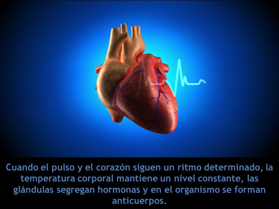 Cuando el pulso y el corazón siguen un ritmo determinado, la temperatura corporal mantiene un nivel constante, las glándulas segregan hormonas y en el organismo se forman anticuerpos.