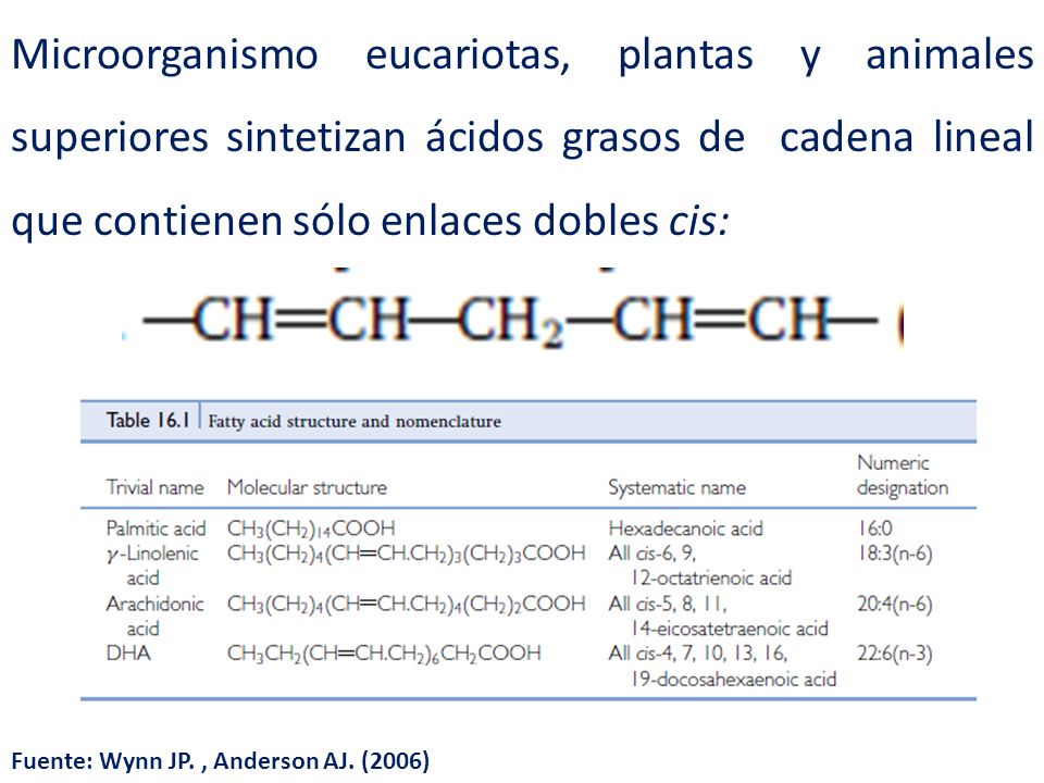Microorganismo eucariotas, plantas y animales superiores sintetizan ácidos grasos de cadena lineal que contienen sólo enlaces dobles cis: