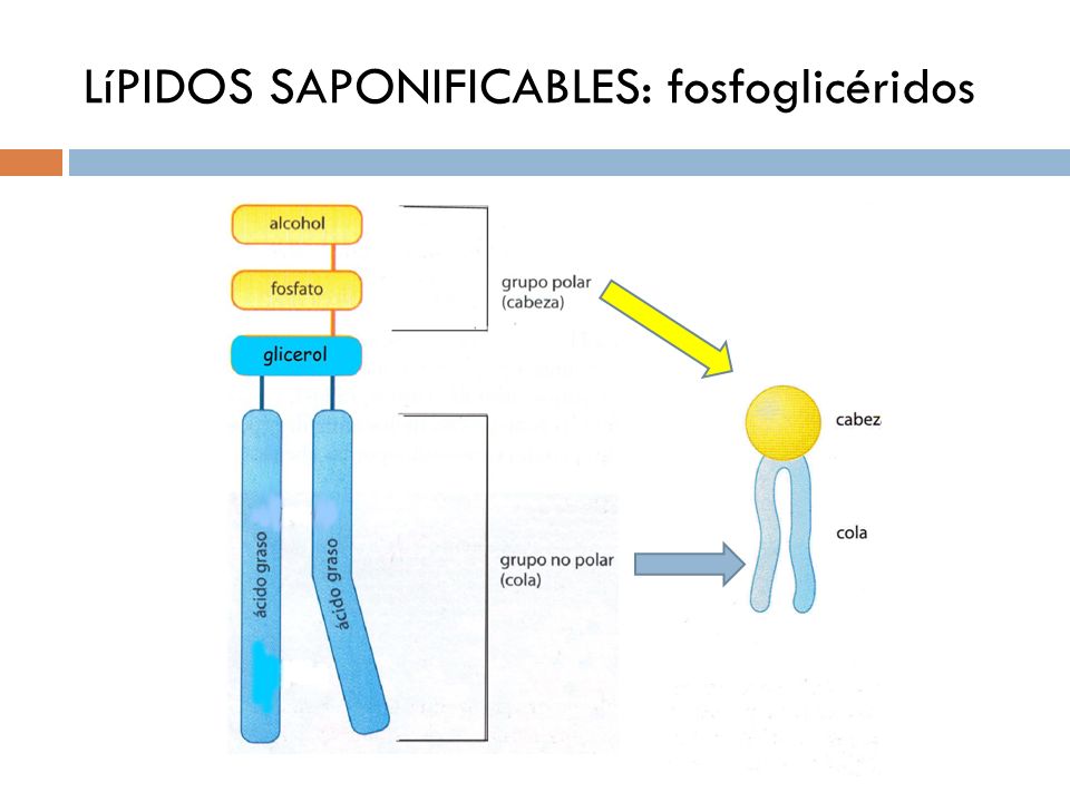 LíPIDOS SAPONIFICABLES: fosfoglicéridos