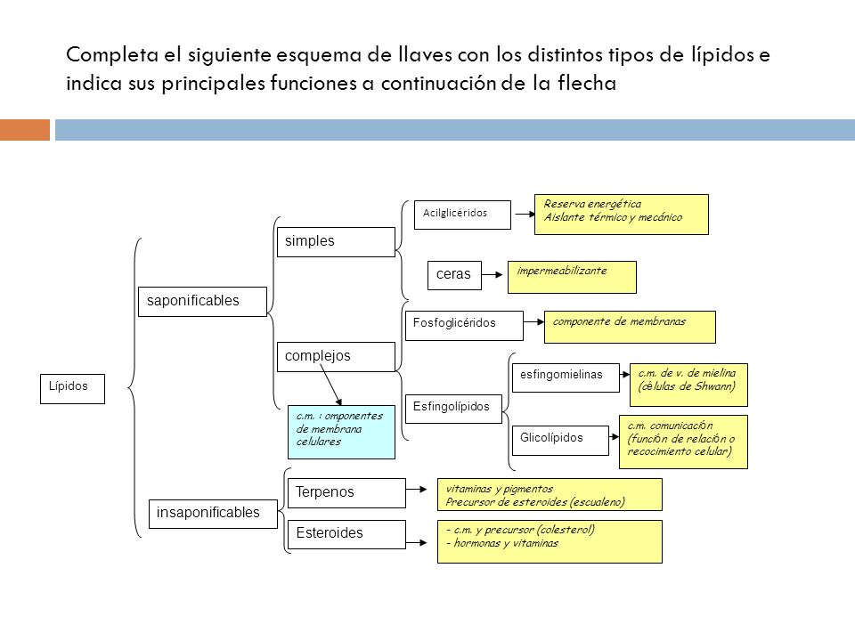 Completa el siguiente esquema de llaves con los distintos tipos de lípidos e indica sus principales funciones a continuación de la flecha