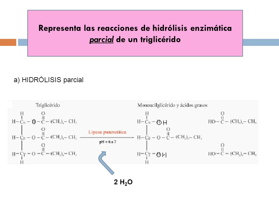 Representa las reacciones de hidrólisis enzimática parcial de un triglicérido