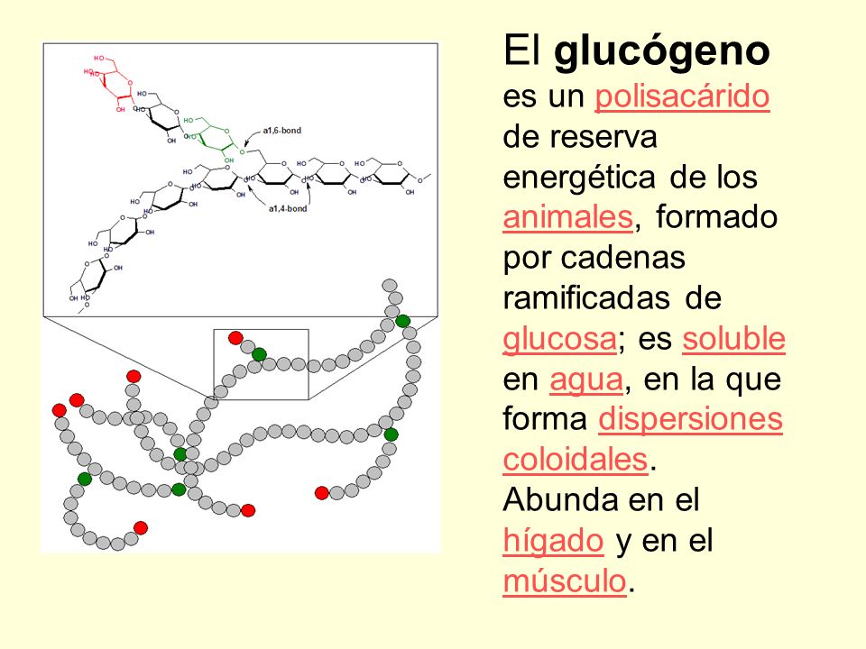 El glucógeno es un polisacárido de reserva energética de los animales, formado por cadenas ramificadas de glucosa; es soluble en agua, en la que forma dispersiones coloidales.