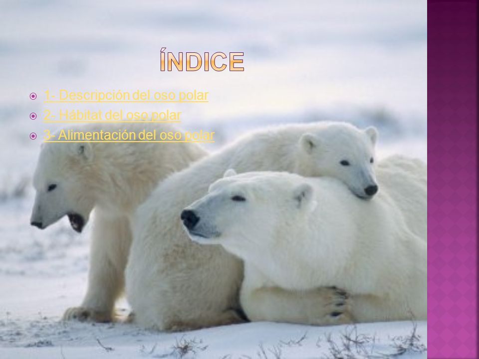 índice 1- Descripción del oso polar 2- Hábitat del oso polar
