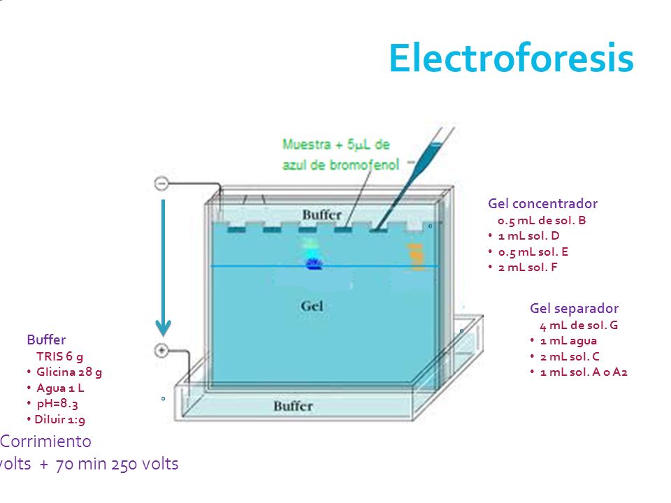 Electroforesis Corrimiento 30 min 80 volts + 70 min 250 volts