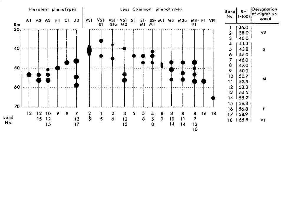 Fenotipos de esterasa observado en 291 poblaciones en estudio de 16 especies de Meloidogyne. Cada fenotipo es designado por letras que sugieren la especie a la que pertenece (A = arenaria, H = hapla, I = incognita, J =javanica) o por la velocidad de migración (VS = muy lento, S = lento, M = medio, F = rápido, VF = muy rápido) y el número indica el número de bandas presentes (Esbenshade y Triantaphyllou, 1985).
