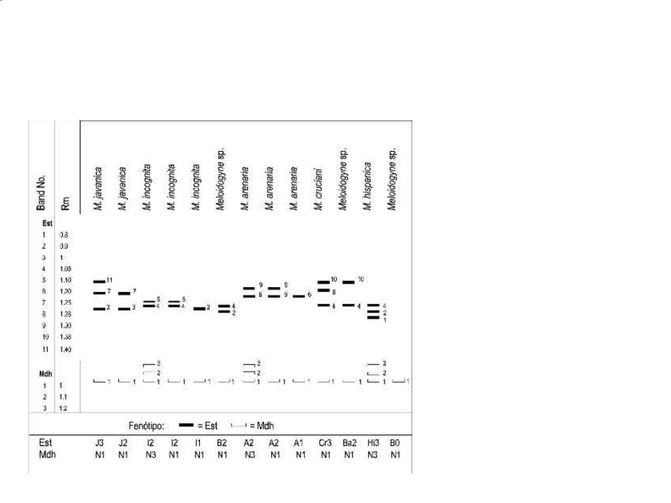 Fenotipos de esterasa (EST) y malato deshidrogenasa (MDH) observados en 96 poblaciones de Meloidogyne spp.