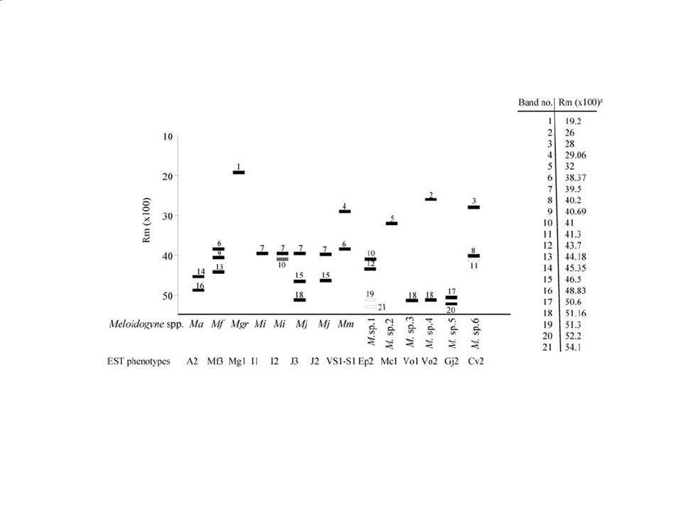 Representación esquemática de los fenotipos de esterase de Meloidogyne spp.