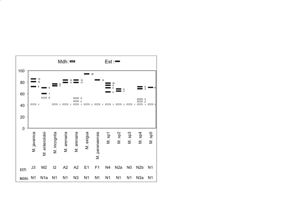 Fenotipos de esterasa (EST) y malato deshidrogenasa (MDH) obtenidos por electroforesis de 96 raíces y suelo de varias plantas en Martinica (Quénéhervé et al., 2011).