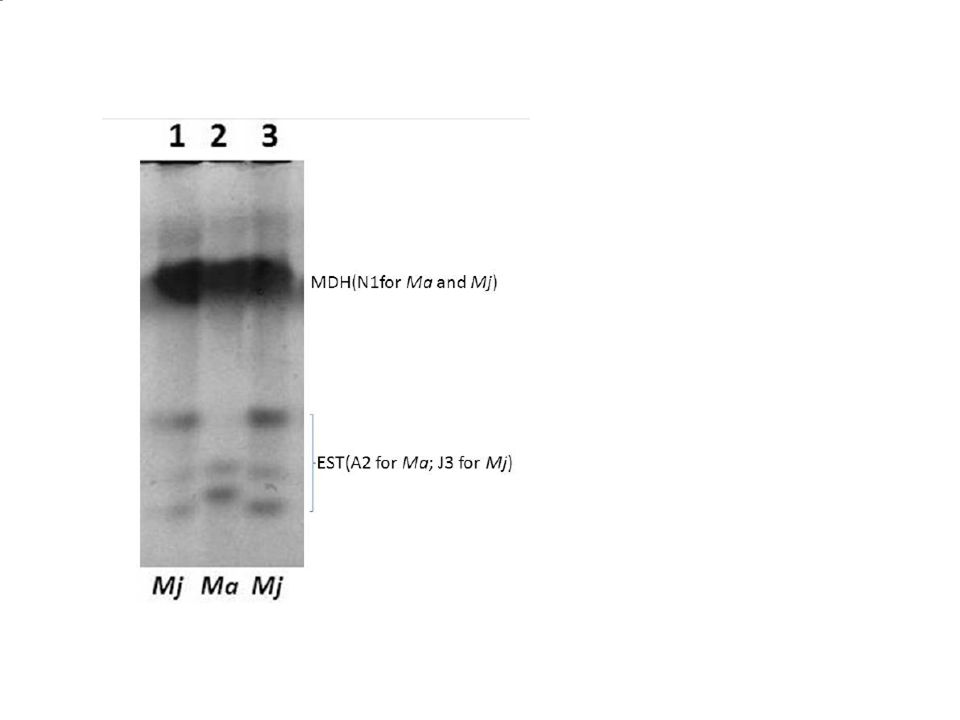 Fenotipos isoenzimáticos de esterasa y malato deshidrogenasa de M