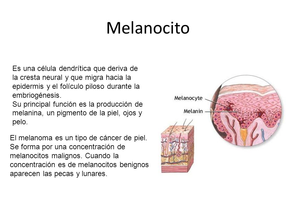Melanocito Es una célula dendrítica que deriva de la cresta neural y que migra hacia la epidermis y el folículo piloso durante la embriogénesis.