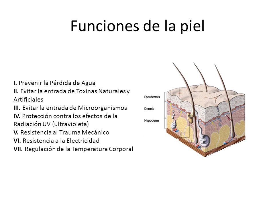 Funciones de la piel I. Prevenir la Pérdida de Agua