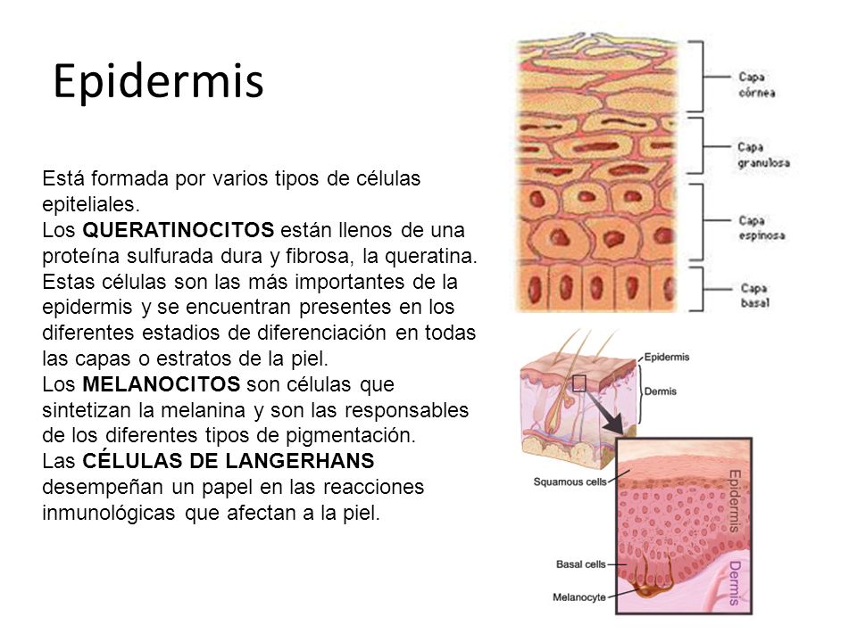 Epidermis Está formada por varios tipos de células epiteliales.