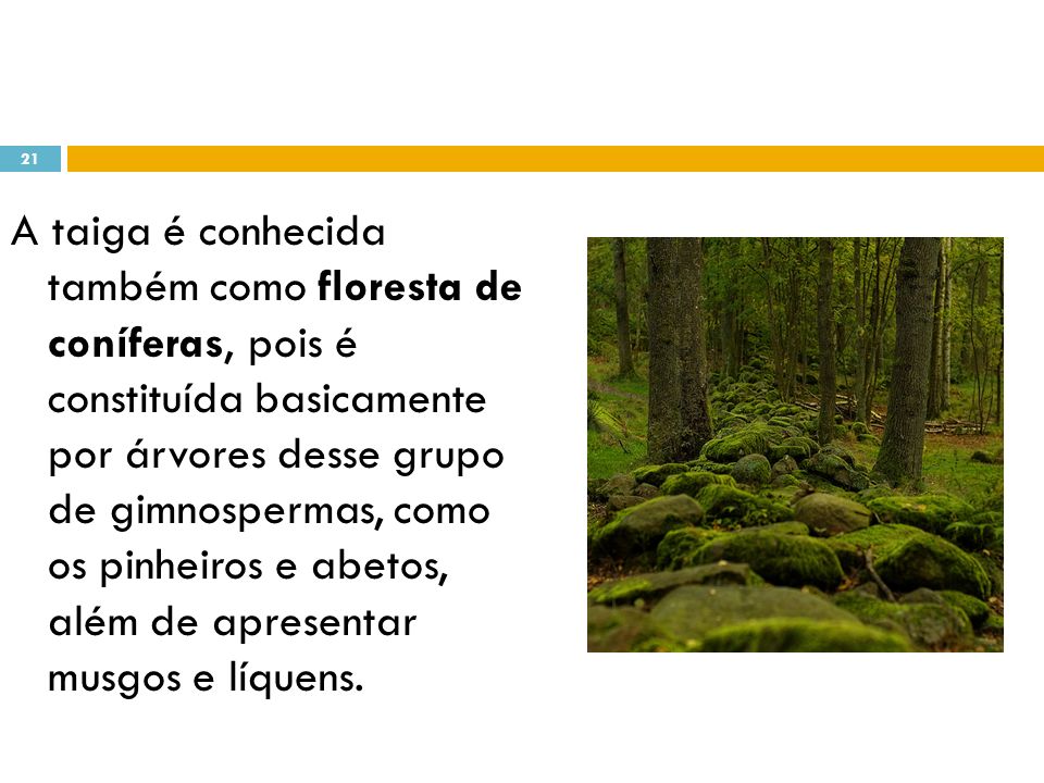 A taiga é conhecida também como floresta de coníferas, pois é constituída basicamente por árvores desse grupo de gimnospermas, como os pinheiros e abetos, além de apresentar musgos e líquens.