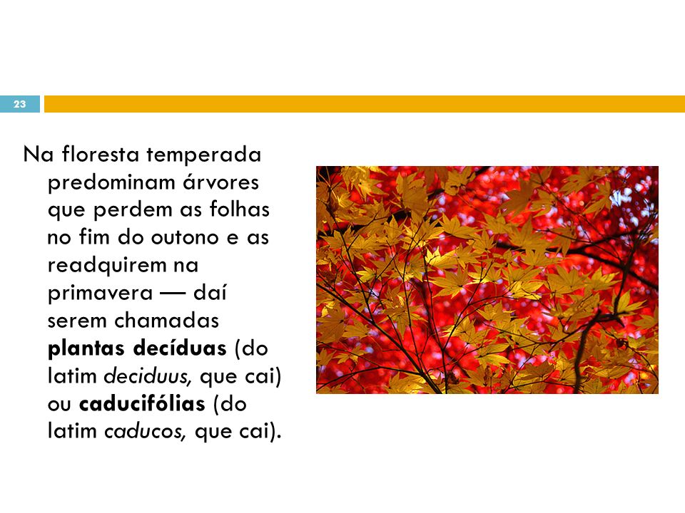 Na floresta temperada predominam árvores que perdem as folhas no fim do outono e as readquirem na primavera — daí serem chamadas plantas decíduas (do latim deciduus, que cai) ou caducifólias (do latim caducos, que cai).