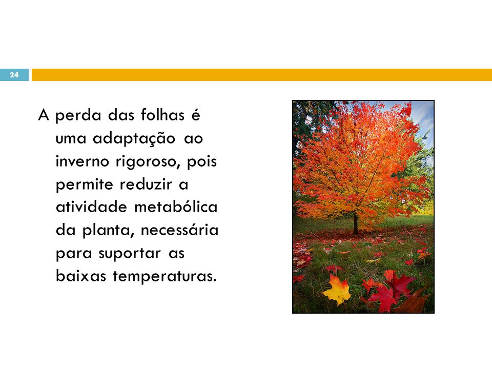 A perda das folhas é uma adaptação ao inverno rigoroso, pois permite reduzir a atividade metabólica da planta, necessária para suportar as baixas temperaturas.