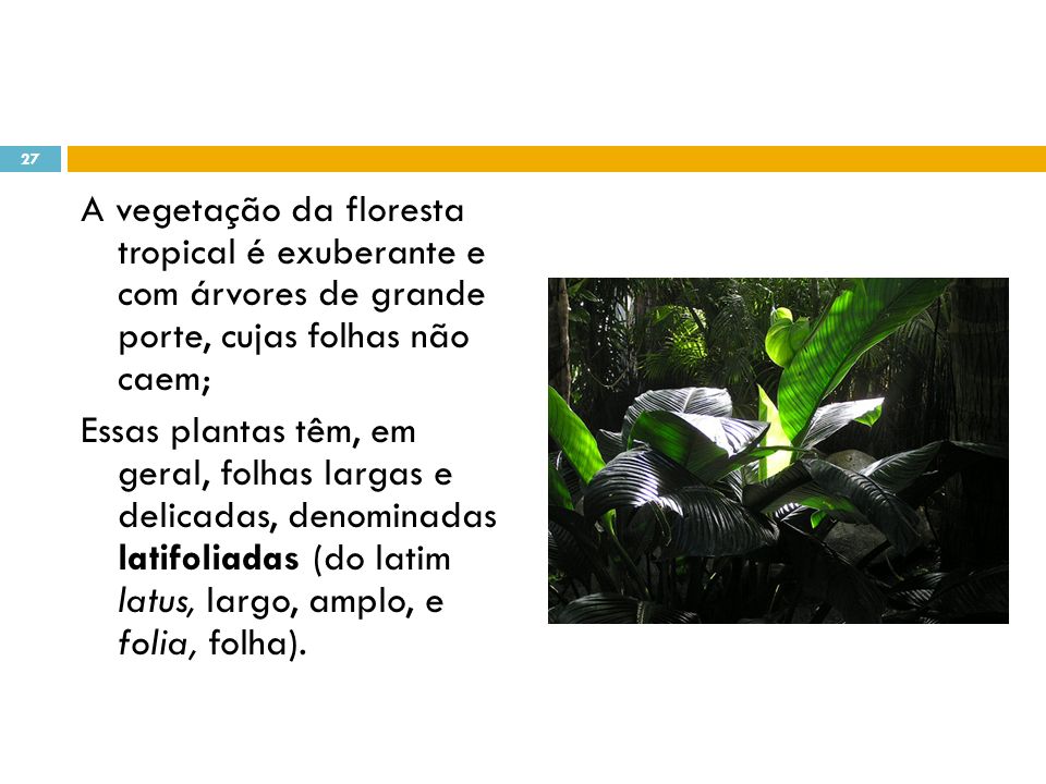 A vegetação da floresta tropical é exuberante e com árvores de grande porte, cujas folhas não caem; Essas plantas têm, em geral, folhas largas e delicadas, denominadas latifoliadas (do latim latus, largo, amplo, e folia, folha).
