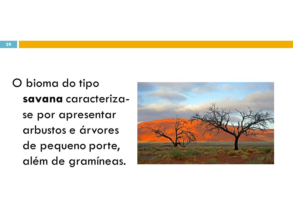O bioma do tipo savana caracteriza- se por apresentar arbustos e árvores de pequeno porte, além de gramíneas.