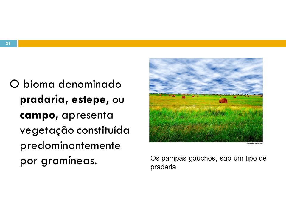 O bioma denominado pradaria, estepe, ou campo, apresenta vegetação constituída predominantemente por gramíneas.