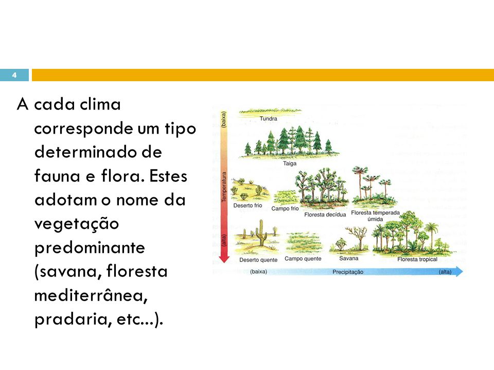 A cada clima corresponde um tipo determinado de fauna e flora