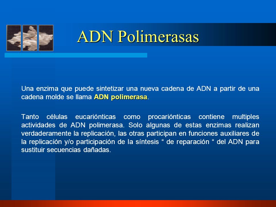 ADN Polimerasas Una enzima que puede sintetizar una nueva cadena de ADN a partir de una cadena molde se llama ADN polimerasa.