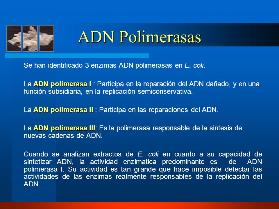 ADN Polimerasas Se han identificado 3 enzimas ADN polimerasas en E. coli.