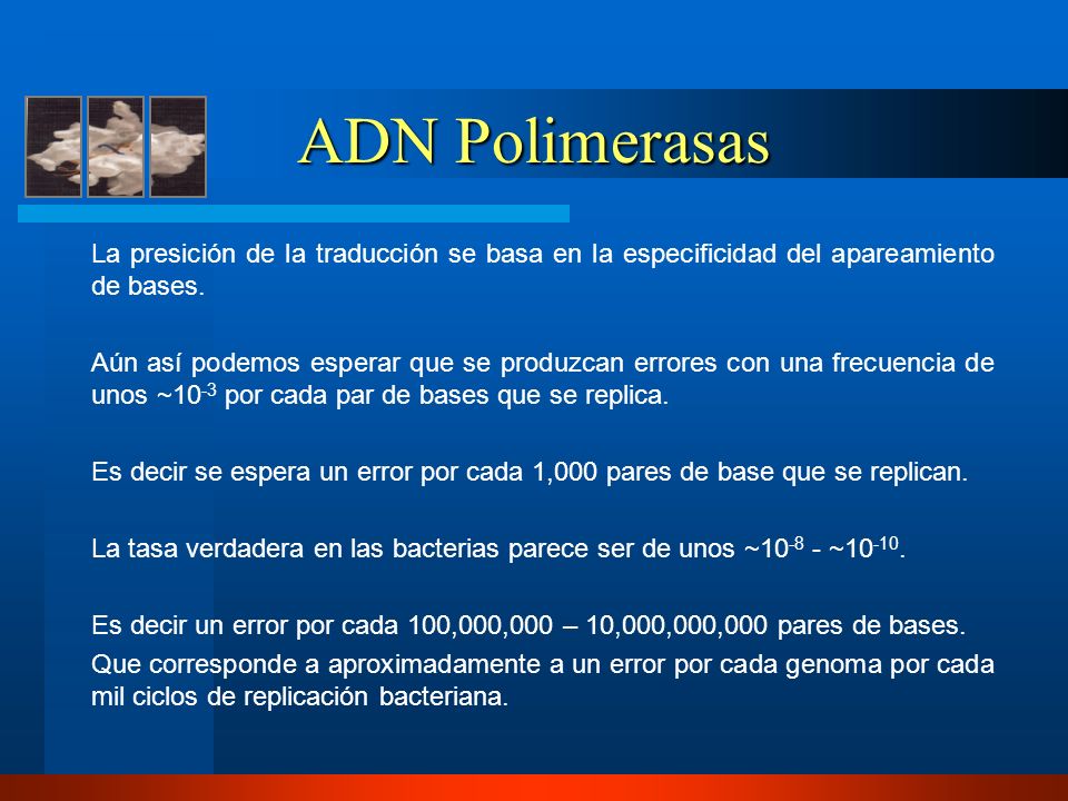 ADN Polimerasas La presición de la traducción se basa en la especificidad del apareamiento de bases.