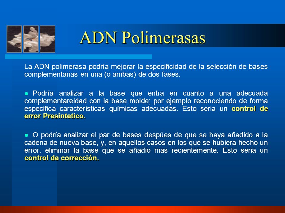 ADN Polimerasas La ADN polimerasa podría mejorar la especificidad de la selección de bases complementarias en una (o ambas) de dos fases: