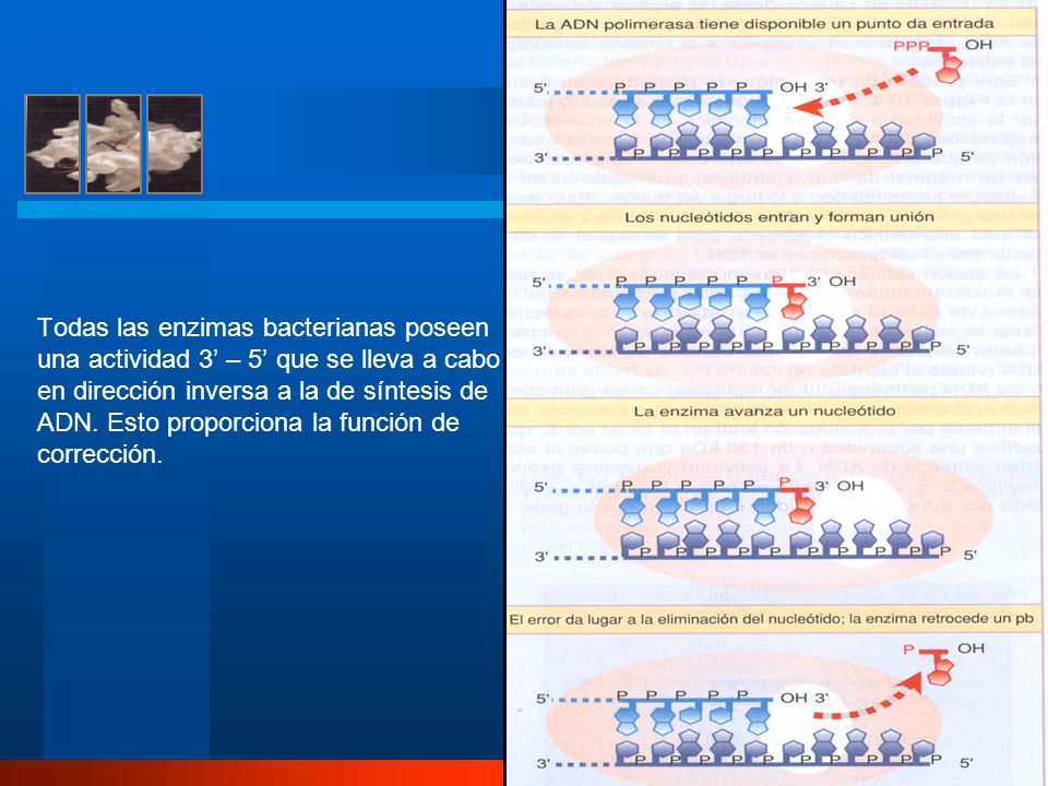 Todas las enzimas bacterianas poseen una actividad 3’ – 5’ que se lleva a cabo en dirección inversa a la de síntesis de ADN.