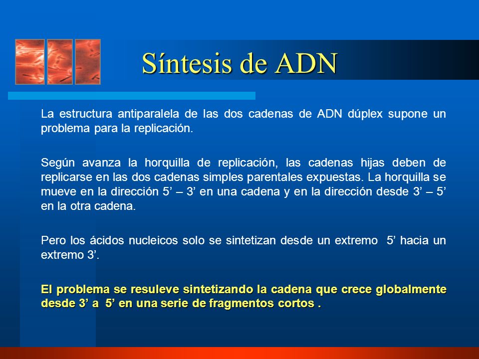 Síntesis de ADN La estructura antiparalela de las dos cadenas de ADN dúplex supone un problema para la replicación.