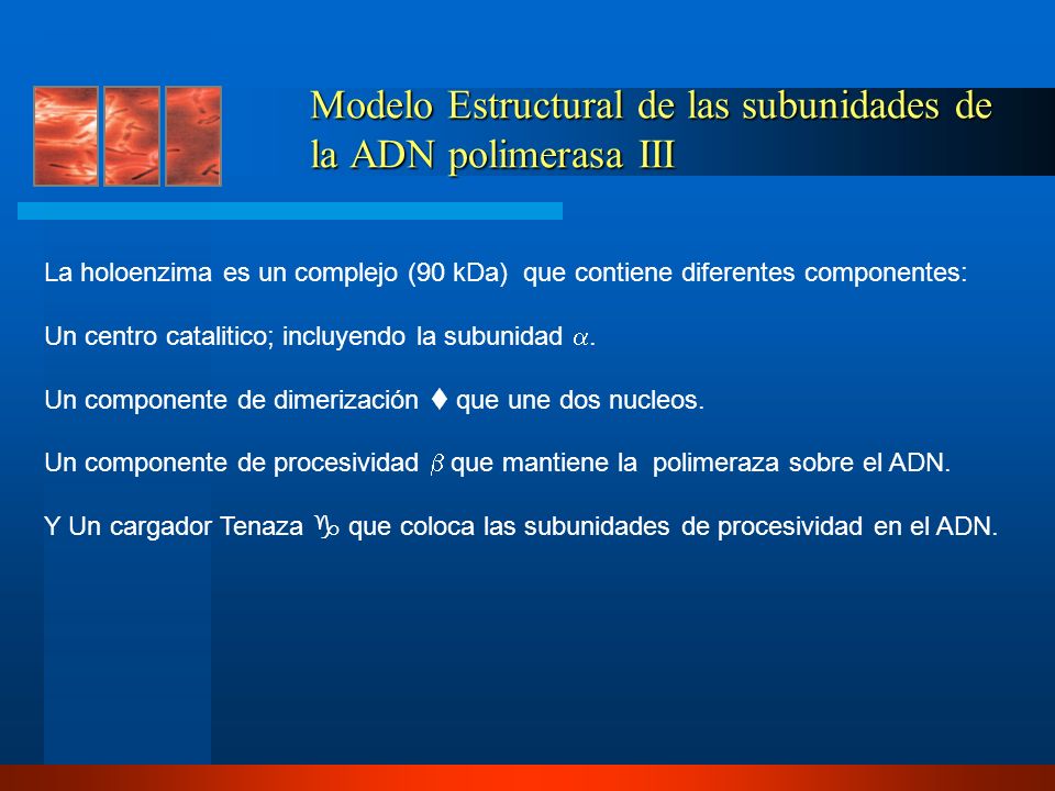 Modelo Estructural de las subunidades de la ADN polimerasa III