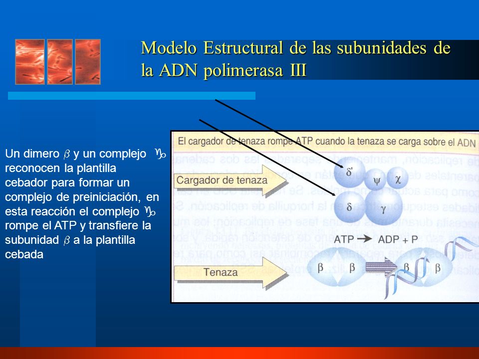 Modelo Estructural de las subunidades de la ADN polimerasa III