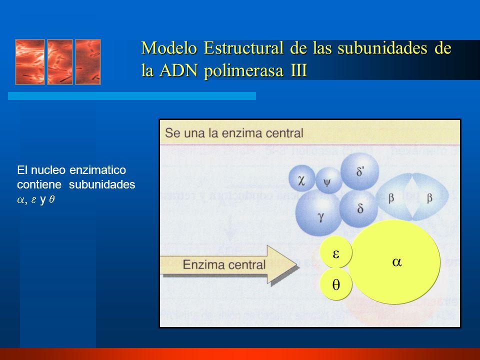 Modelo Estructural de las subunidades de la ADN polimerasa III