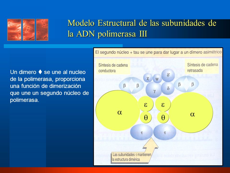 Modelo Estructural de las subunidades de la ADN polimerasa III