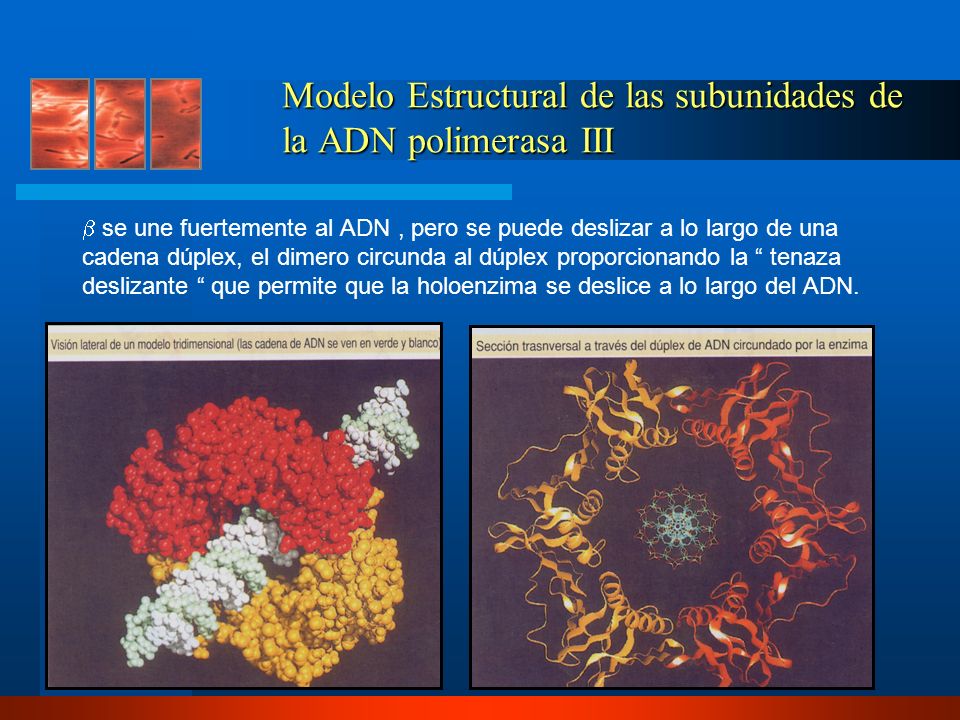 Modelo Estructural de las subunidades de la ADN polimerasa III