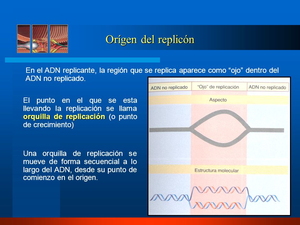 Orígen del replicón En el ADN replicante, la región que se replica aparece como ojo dentro del ADN no replicado.