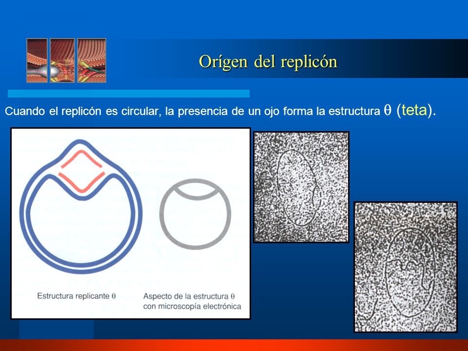 Orígen del replicón Cuando el replicón es circular, la presencia de un ojo forma la estructura  (teta).