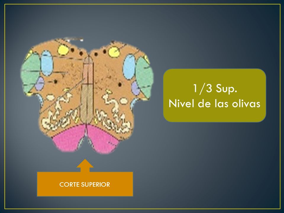 1/3 Sup. Nivel de las olivas CORTE SUPERIOR