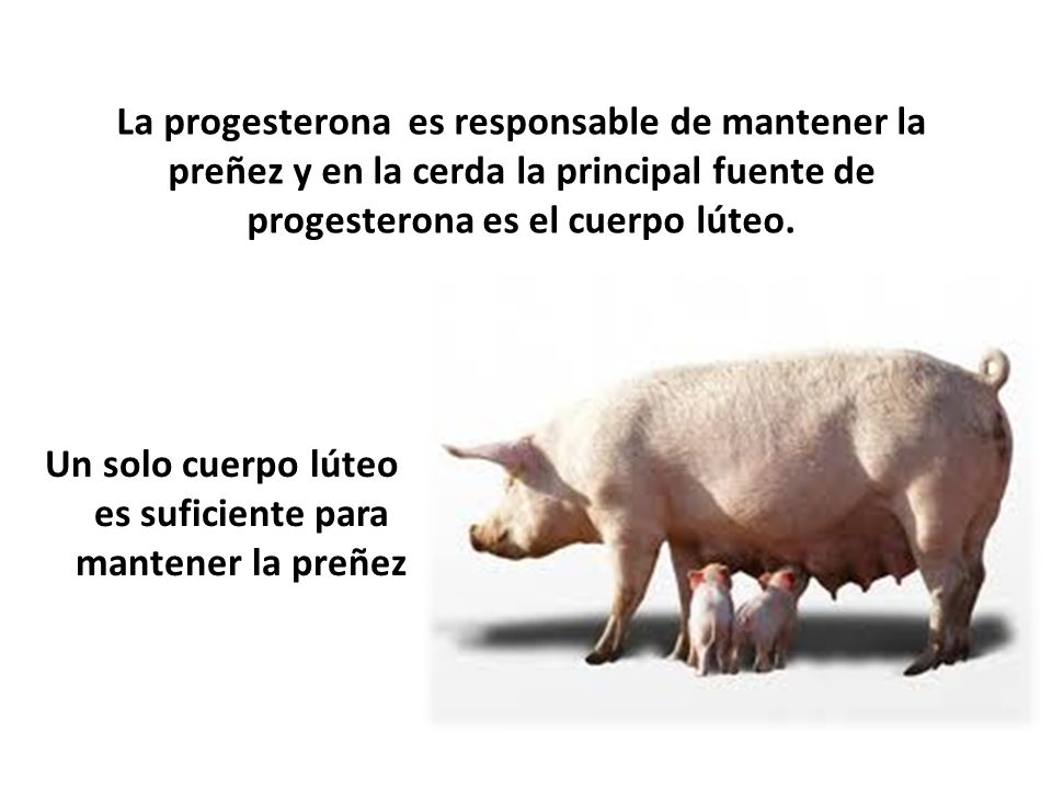 Un solo cuerpo lúteo es suficiente para mantener la preñez