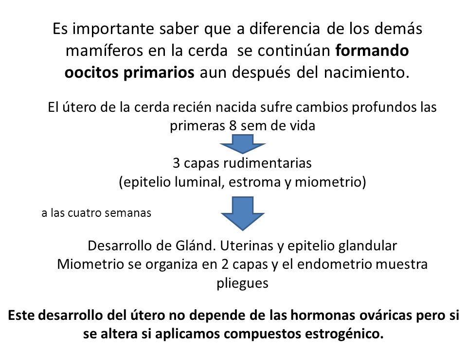 Es importante saber que a diferencia de los demás mamíferos en la cerda se continúan formando oocitos primarios aun después del nacimiento.