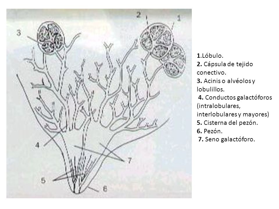 1.Lóbulo. 2. Cápsula de tejido conectivo. 3. Acinis o alvéolos y lobulillos. 4. Conductos galactóforos (intralobulares, interlobulares y mayores)