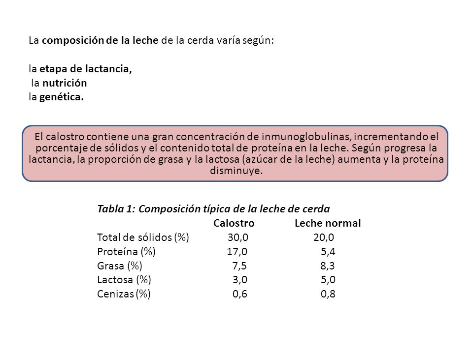 La composición de la leche de la cerda varía según: la etapa de lactancia, la nutrición la genética. El calostro contiene una gran concentración de inmunoglobulinas, incrementando el porcentaje de sólidos y el contenido total de proteína en la leche. Según progresa la lactancia, la proporción de grasa y la lactosa (azúcar de la leche) aumenta y la proteína disminuye.