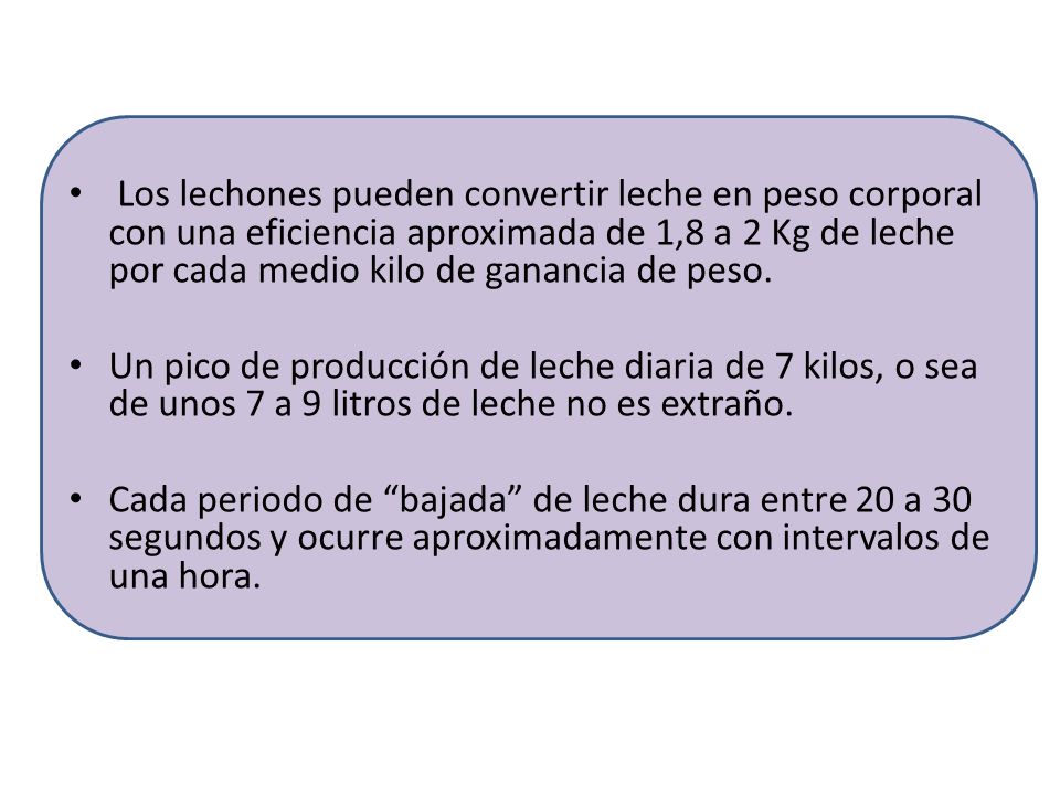Los lechones pueden convertir leche en peso corporal con una eficiencia aproximada de 1,8 a 2 Kg de leche por cada medio kilo de ganancia de peso.