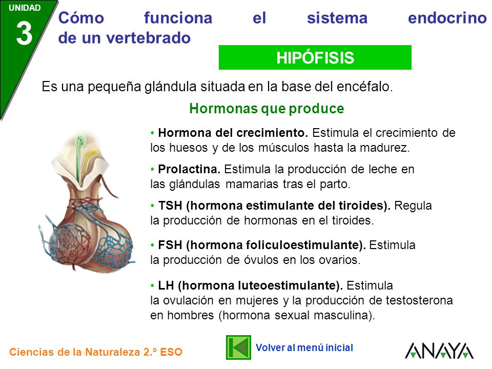 HIPÓFISIS Es una pequeña glándula situada en la base del encéfalo.
