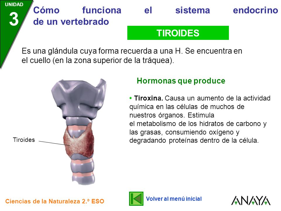 TIROIDES Es una glándula cuya forma recuerda a una H. Se encuentra en el cuello (en la zona superior de la tráquea).