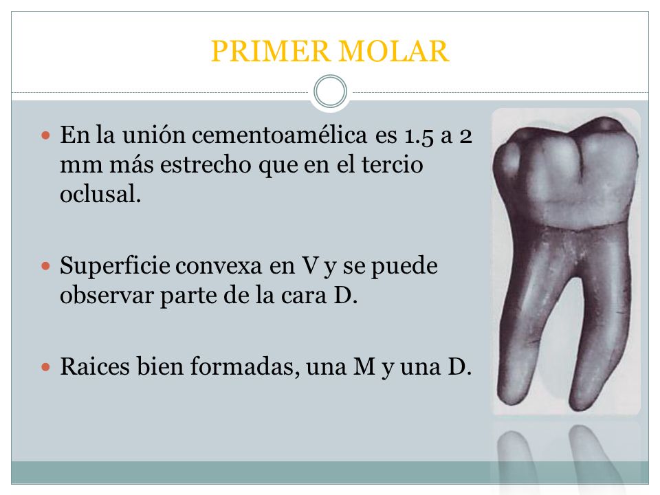 PRIMER MOLAR En la unión cementoamélica es 1.5 a 2 mm más estrecho que en el tercio oclusal.