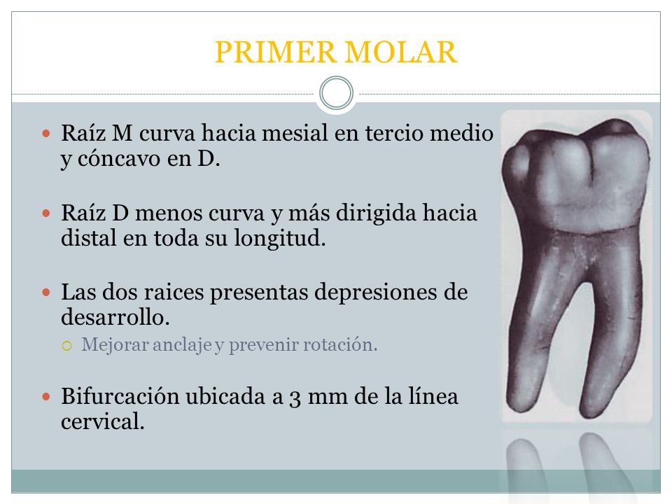 PRIMER MOLAR Raíz M curva hacia mesial en tercio medio y cóncavo en D.