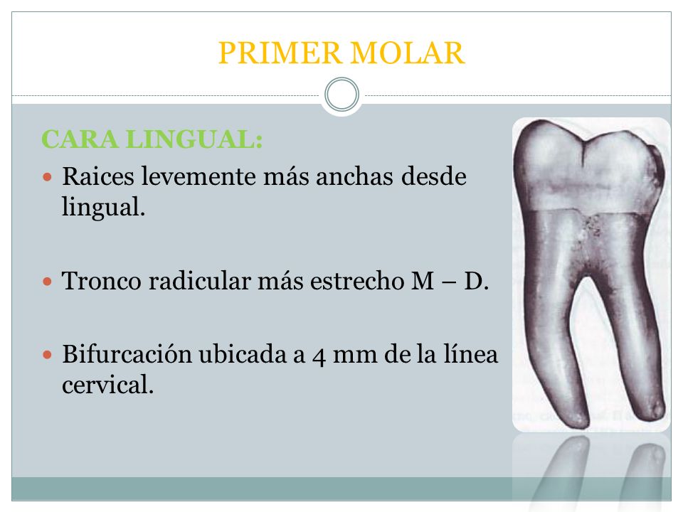 PRIMER MOLAR CARA LINGUAL: Raices levemente más anchas desde lingual.